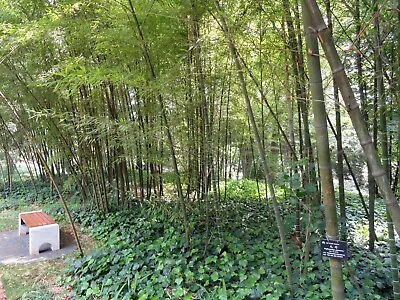 Phyllostachys Edulis 50 Seeds - Moso Bamboo • $6.89