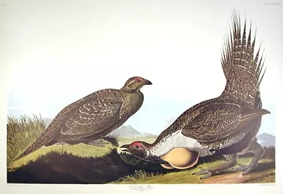 $98 • Buy J. J. Audubon   COCK Of The PLAINS Amsterdam Edition Print SAGE GROUSE