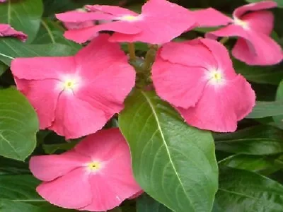 Vinca Seeds Sunsplash Deep Pink 50 Seeds  • $4.25