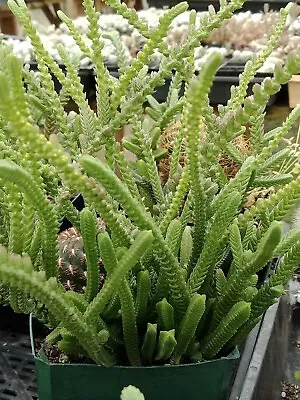 CRASSULA  LYCOPOIDIES  WATCH CHAIN   Succulent Hanging Basket Plant • $8