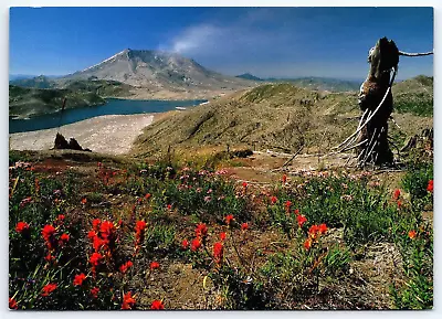 Mount St Helens WA Scenic View Indian Paintbrush Flowers 1991 6x4 Postcard  B18 • $7.95