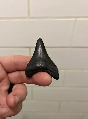 Shiny 2.30” Megalodon Tooth No Restoration 100% Natural • $2.30