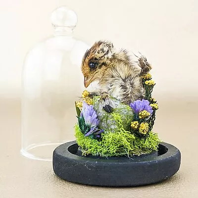 V15a Quail Chick Dancing Taxidermy Floral Glass Dome Curiosities Oddities Decor • $79.99