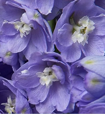 Delphinium Lavender & White Bee 1 X 9cm Potted Plant • £6.99