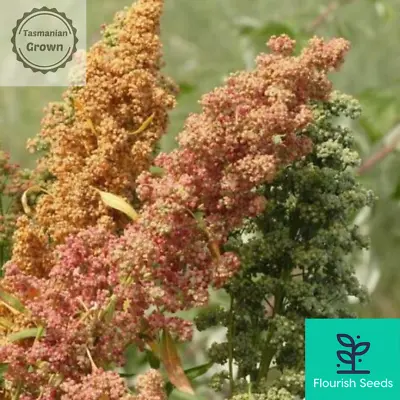 $11.50 • Buy QUINOA Seeds Organic | Flourish Seeds: Tassie Grown Microgreens Sprouts Grain