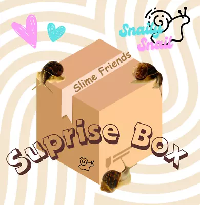 Surprise Lot Box Live Land Brown Garden Snail Pet Mixed Size Pattern Gift Snails • $26