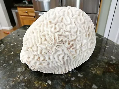 $139.95 • Buy Natural White Brain Coral Ocean Salt Water Heavy 4lb 7oz  7  X 6  X 4.5 