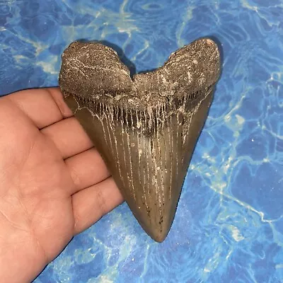 Megalodon Shark Tooth 4.57” Huge Teeth Meg Scuba Diver Direct Fossil Nc 2926 • $9.99