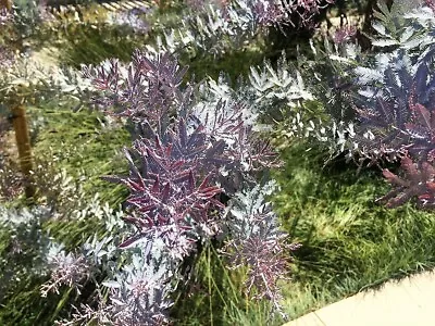 10 PURPLE ACACIA Baileyana Purpurea Fernleaf Mimosa Tree Yellow Flower Seeds • $3