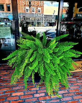 10 ASPARAGUS FOXTAIL FERN Seeds Myers Houseplant Tropical Flower Garden RARE! • $8.95