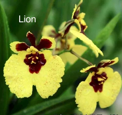 Set Of 5 Tolumnia  Orchids  Mini Oncidium Orchid Blooming Size • $75