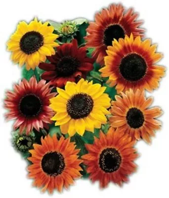 Sunflower Seed Mix - Vibrant Heirloom Blooms - Free Shipping - 9 Mixed Varieties • $160