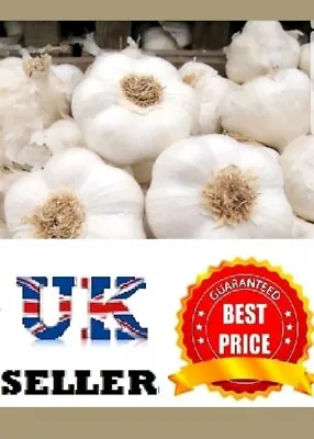 £9.47 • Buy Garlic Cloves  Solent Wight  From Bulbs - Viable Cloves- UK SELLER