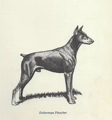 Doberman Pinscher - CUSTOM MATTED - 1964 F.W. Davis - Vintage Dog Art Print  • $12.95