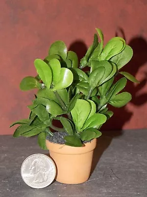 Dollhouse Miniature Plant In Pot Indoor Tree 1:12 Inch Scale P31 Dollys Gallery • $34.18