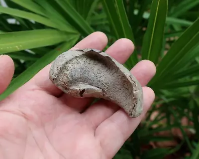 2.85  Extinct Whale Inner Ear Fossil Bone Valley • $12.99