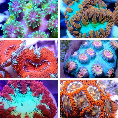 Coral Frag Pack 6 8 Or 10 Pack! Mixed SPS LPS Soft Coral - Free Shipping! • $154.99