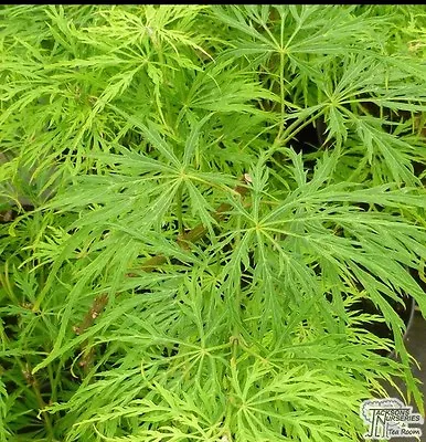 Acer Palmatum Dissectum ViridesJapanse Maple • £9.50