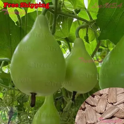 Pear Shape Bottle Gourd SEEDS | NON-GMO • $2.60