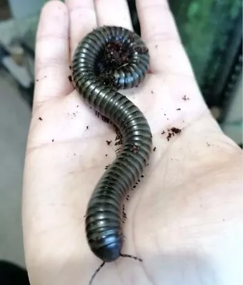 Spirostreptus Sp.8 Millipede X1 (Giant Olive Millipede) • £18.99