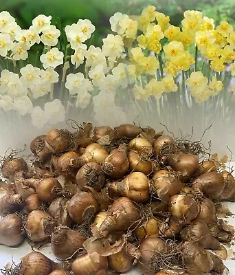 1-200 Mixed Cheerfulness Double Daffodil/narcissus Bulbs Garden Spring Perennial • £116.95