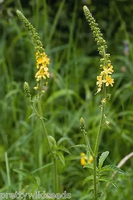 Agrimonia Eupatoria Agrimony Medicinal Plant Wild Flower Seeds • £5.70