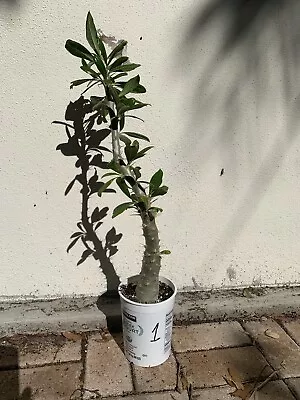 Pachypodium Lealii V. Saundersii Succulent Origin From South Africa. • $110