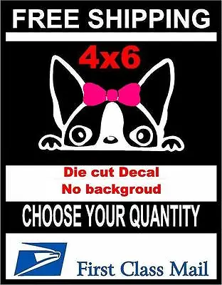 Peeking Dog Girl Boston TerrierVinyl Decal Sticker Car/Laptop/ Window White 6yr • $5.40