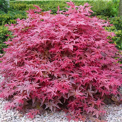 £11.99 • Buy Acer Palmatum 'Beni-Maiko' | Japanese Maple Deciduous Garden Plant Tree In Pot