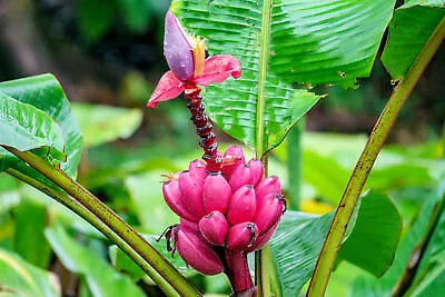 Tropical Heirloom Seeds - Pink Flowering Banana -Musa Velutina-10 Seeds • $9.89