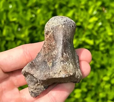 NICE Fossil Platecarpus Mosasaur Vertebrae Dinosaur Bones Texas Ozan Formation • $39.99