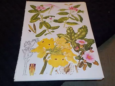 BOTANICAL PRINTS -9 X 12 Lot Of 12 Vintage Botanical Book Plates • $8.99