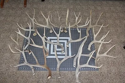 18 Hard White Mule Deer Shed Antlers Sheds / Whitetail Elk Lot Bulk 211 • $275