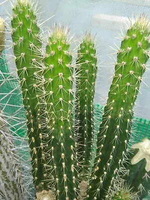 £5.95 • Buy Large Corryocactus Urmiriensis Rooted Cutting - Cactus!, Succulent, Opuntia