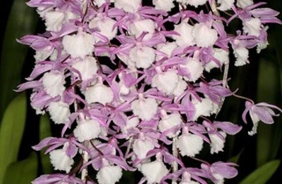 $25 • Buy Orchid Plant 0269. Dendrobium Bohemian Rhapsody X 2 Nice Plants In 90mm Pot