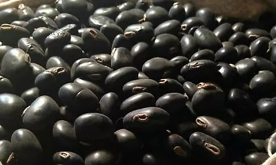 Black Kaunch Seeds Mucuna Pruriens Indian Velvet Bean Konch Beej Kapikacchu Bean • $15.13