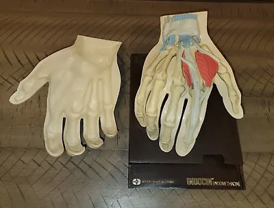 1967 MEDICAL HAND MODEL Anatomical Merck Sharp Dohme Indocin W/ BROCHURE! • $45