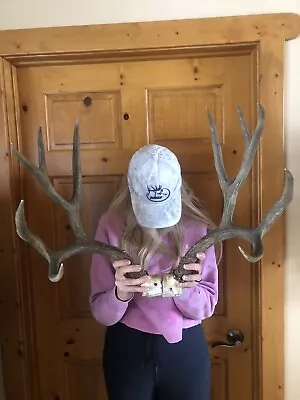 Antlers Mule Deer 5x5 Wild!trophy~mount~horn~decor~dog~chew~treat~moose~elk~lot • $99