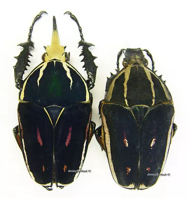 Unmounted Beetle/Cetoniidae - Mecynorrhina Torquata Ugandensis BLUE PAIR 2 • $66.63
