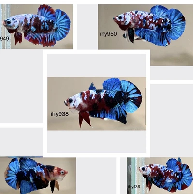 $89 • Buy LiVe BeTtA FisH HMPK**FanCy GAlaXy Variety Pack**(936/949/950/938/955)