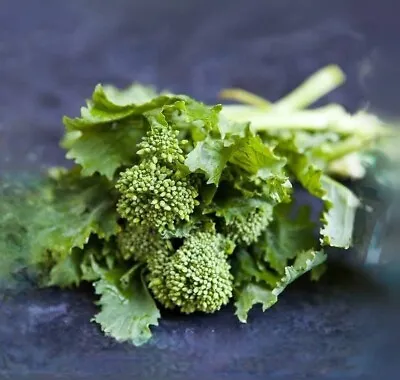 RAAB RAPINI BROCCOLI Heirloom 100+ Seeds • $3.90