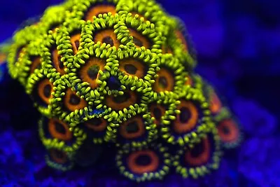 Super Saiyan Zoa 2-3 Polyp FROM COLONY IN PICTURE-LIVE CORAL-FRAG-SPS LPS ZOAS • $40