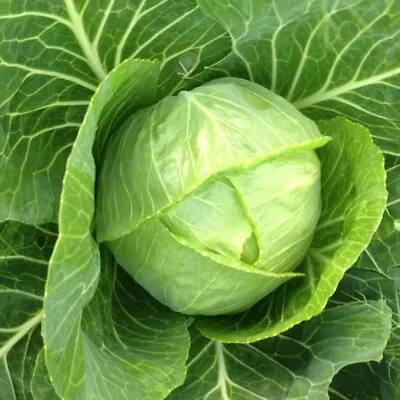 CABBAGE SEEDS - Perfect For Gorwing Your Own Veg APPROX 25 SEEDS • £1.95