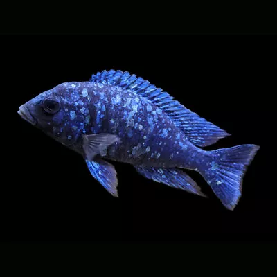 Star Sapphire Hap Cichlid | Placidochromis Phenochilus | Lake Malawi Cichlid • £13.92