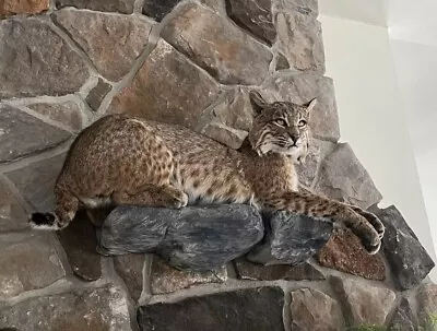 Bobcat Taxidermy Full Body Mount Cabin Camp Man Cave Home Office Den Decor NEW! • $1750