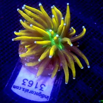 Malaysian Banana Gold Torch Coral Small Head WYSIWYG IC 3163 - Indigo Corals • $180