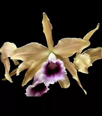 Orchid Cattleya Tenembrosa - THIS PLANT • $45