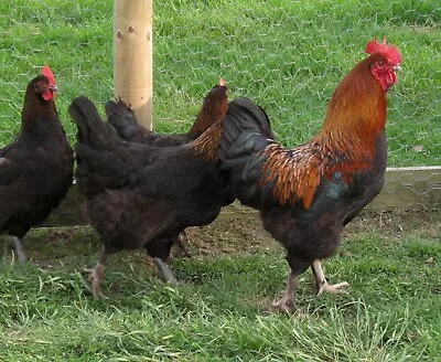 French Black Copper Maran Hatching Eggs - Large Fowl X 6 • £9.99