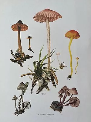 MYCENA Mushroom Print. Antique And Vintage Biology And Nature Lithograph. Spore • $26.40