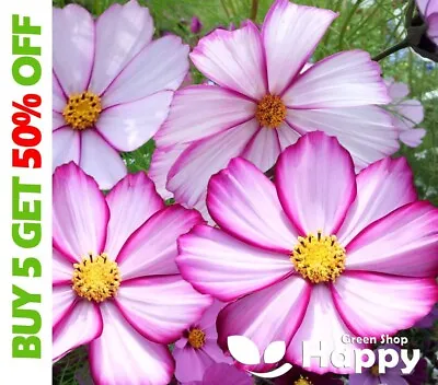 Cosmos Bipinnatus - Dwarf Sensation Picotee 300 Seeds - Annual Pink White Flower • £2.19